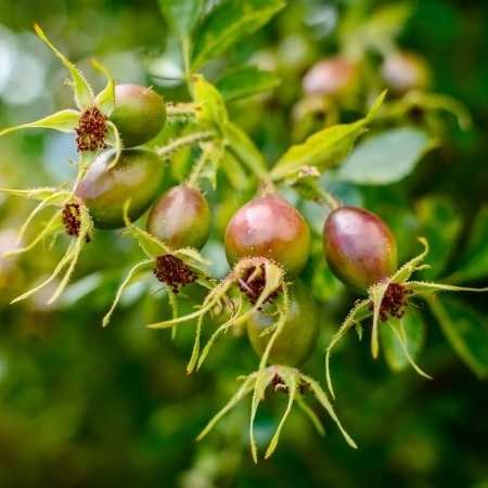 Rosehip Carrier Oil (Extra Virgin)